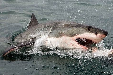 Mossel Bay Great White Shark Cage Diving Tour