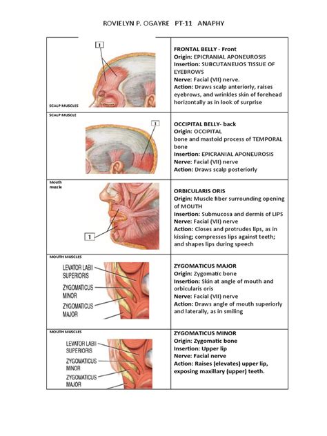 Rovielyn P. Ogayre Pt-11 Anaphy: Scalp Muscles Scalp Muscle | PDF ...