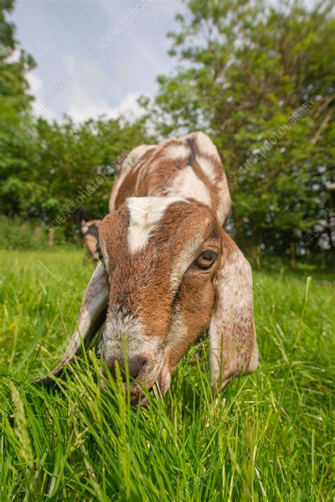 Goat Stock Image C057 4830 Science Photo Library