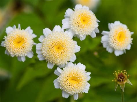 Benefits Of Feverfew For Hair, Health, and Skin - Yabibo