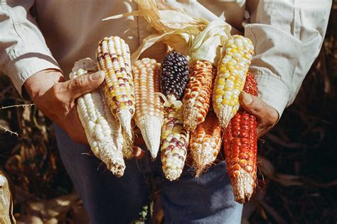 De maíces criollos en Chiapas y la agricultura como lo cotidiano