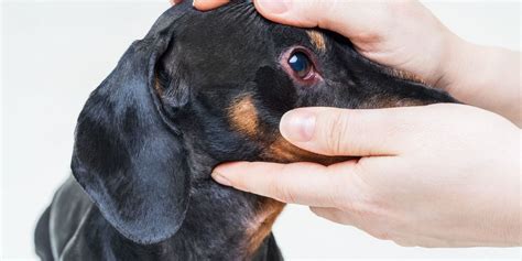 Te Contamos Todo Sobre La Conjuntivitis En Perros Y Gatos