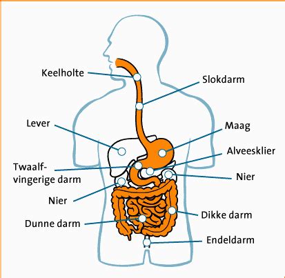 Maag Darmstelsel Maagklachten Natuur