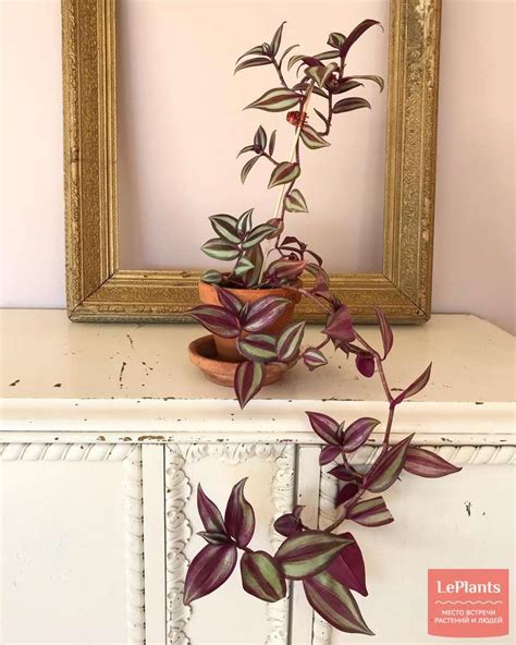 Традесканция зебрина (Tradescantia zebrina) — описание, выращивание ...