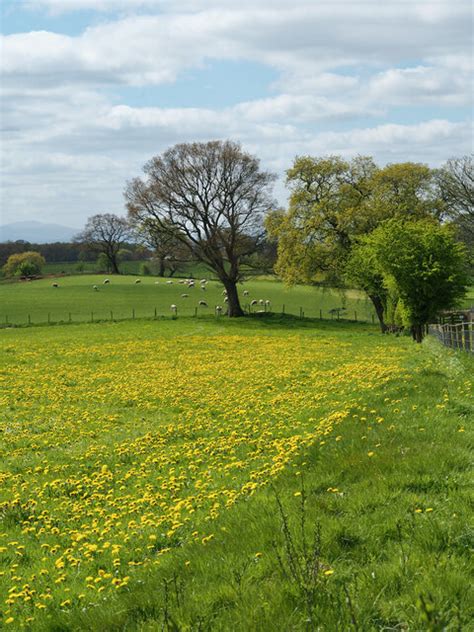 A Field Of Dandelions On A Cloudy Day Mick Garratt Cc By Sa