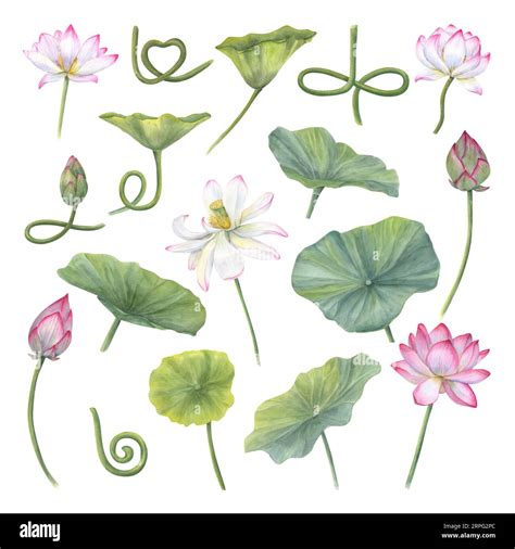 Set Of Delicate Water Lily Leaves Buds Curving Stems Pink Flower