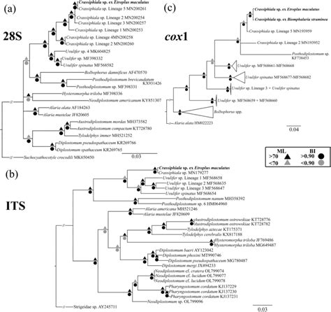 Phylogenetic Relationships Between Crassiphiala Sp In Bold Found In Download Scientific