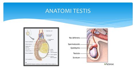 Varikokel Dan Spermatokel Youtube