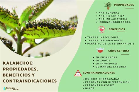 Advertencia Qui Nes Deben Evitar Consumir Kalanchoe