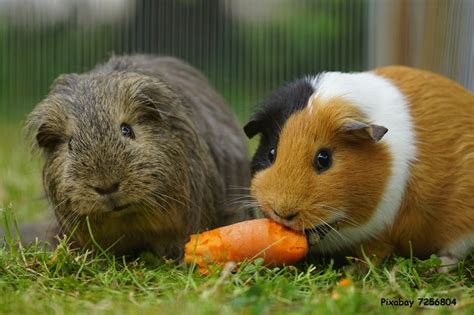 spannendes Workshop Wochenende für Kids Welches Haustier passt zu mir