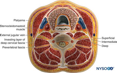 Regional Anesthesia Site Of Injection Of Local Anesthetic For