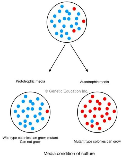 Genetic Mutations- Definition, Types, Causes and Examples – Genetic ...