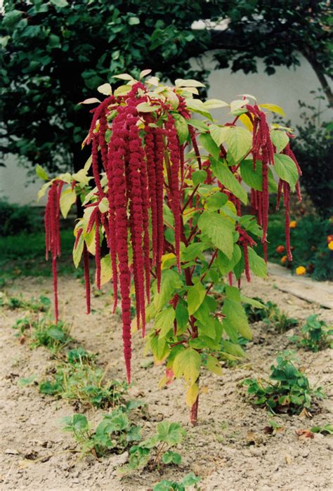 Beautiful burgundy blooms - Flower Press