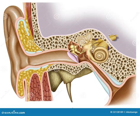 Anatomia Dell Orecchio Illustrazione Di Stock Illustrazione Di