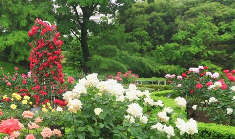 ほぼすべてが開花してクライマックス！旧古河庭園「春のバラフェスティバル」開催中｜公益財団法人 東京都公園協会のプレスリリース