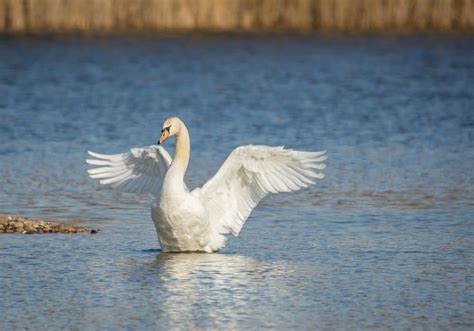 Swan Symbolism: 15 Spiritual Meanings Of Swan