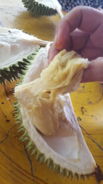 Warisan Petani Musim Durian Datang Lagi