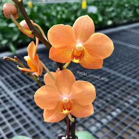 Orhidee Vandaenopsis Irene Dobkin Elmhurst HCC/AOS – Floraria Secret ...
