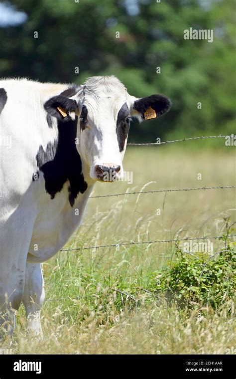 Portrait De Vache Prim Holstein Stock Photo Alamy