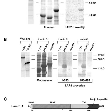 Lap2α Binds To The C Terminus Of Lamin Ac In Vitro Translated 35