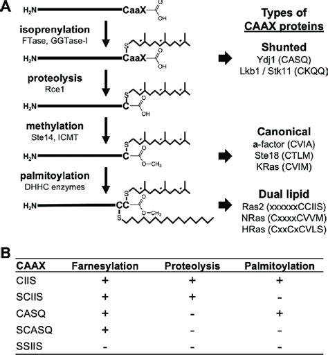 Posttranslational modifications of CAAX proteins. (A) Initial ... 