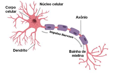 Neurônio O Que é Tipos Função Estrutura Mundo Educação