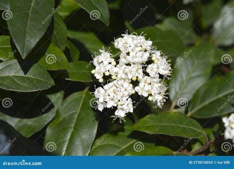 Laurustin Image Stock Image Du Nature Vert Botanique 273016053