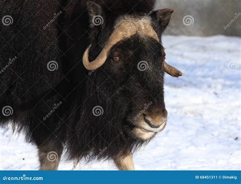 Zoo Animals, Moscow, Russia Stock Image - Image of animals, hoofed ...