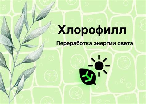 Хлорофилл как важная составляющая растения