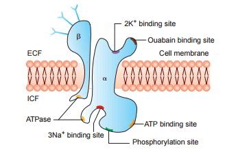 How Atp Is Used In Sodium Potassium Pump Wasfa Blog