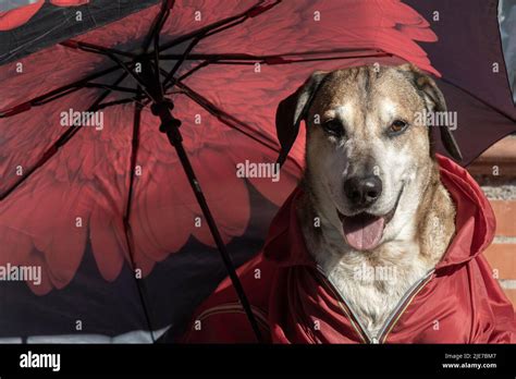 Funny big yellow dog in a raincoat and umbrella in the rain Stock Photo ...