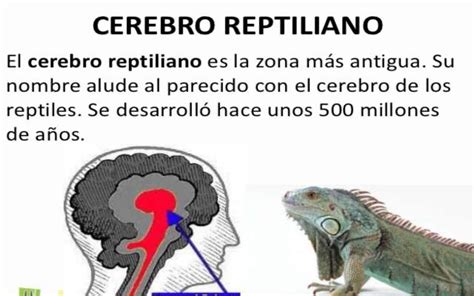 El Cerebro Reptiliano Y Las Decisiones B Sicas