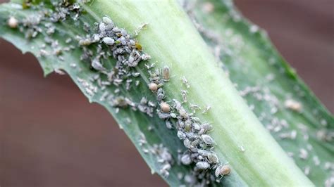 Controlling Aphids In Vegetable Crops Knowledge Hub Pgg Wrightson