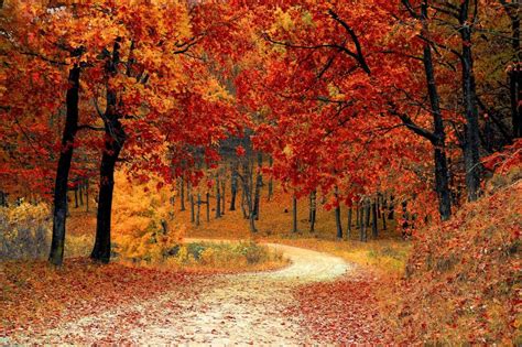 Interactive Fall Foliage Prediction Map Neatorama