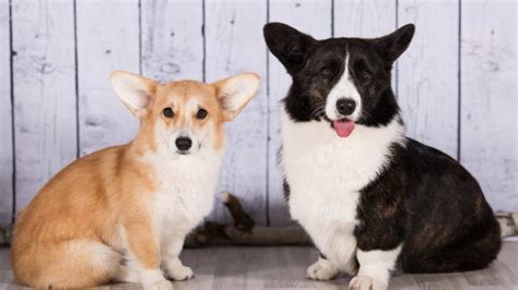 Types Of Corgis Cardigan Vs Pembroke Welsh Corgi Corgi Care