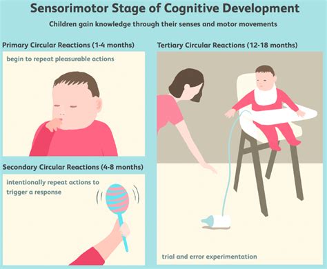 Piaget sensorimotor stage of cognitive development Diagram | Quizlet