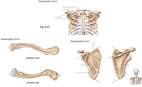 B1 4 Bones Part Ii Pectoral Girdle Diagram Quizlet