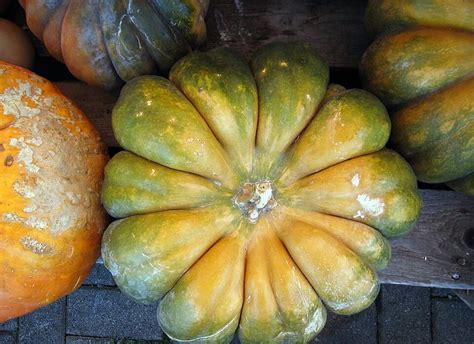 Pumpkins Fruits Fruit Squash Photo Background And Picture For Free ...