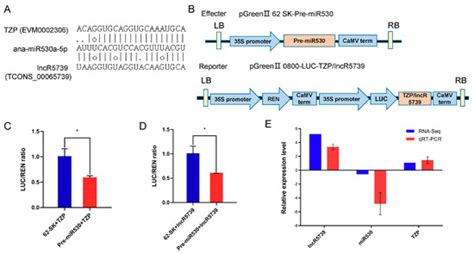 Ijms Free Full Text Combined Lncrna And Mrna Expression Profiles