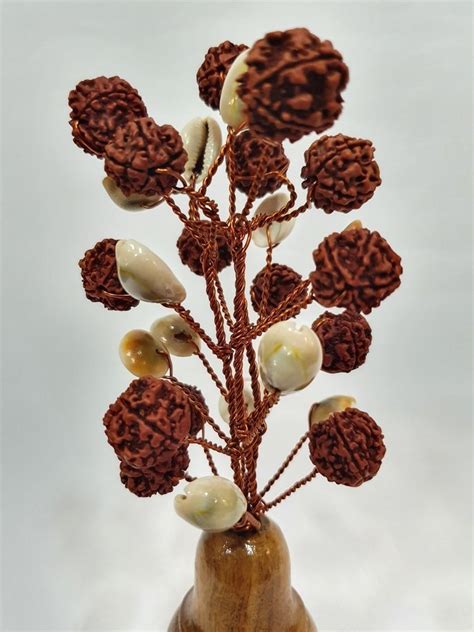 Brown And White 5 Mukhi Rudraksha Kodi Gomti Chakra Tree Size 8 5 X