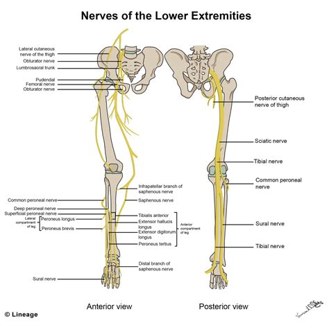 Lower Body Nerves Anatomy - An Anterior View Of The Nerve Supply Of The ...