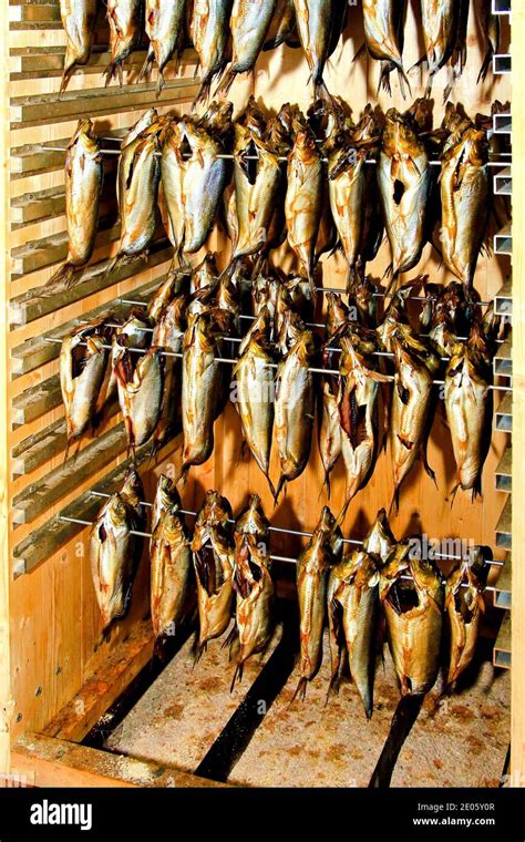 Preparation And Production Of Smoked Herring Fish Stock Photo Alamy