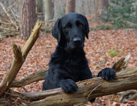 Cucciolo Di Cane Ridotto Pelle E Ossa Ora Sembra Un Altro