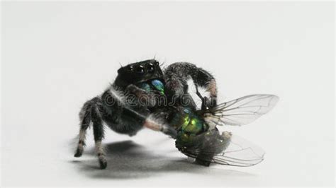 Jumping Spider Phidippus Regius Male Isolated On White Background