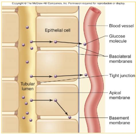 Human Physiology Chapter Learning Objectives Flashcards Quizlet