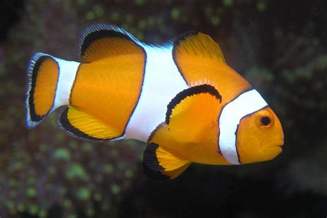 Close Up Clownfish