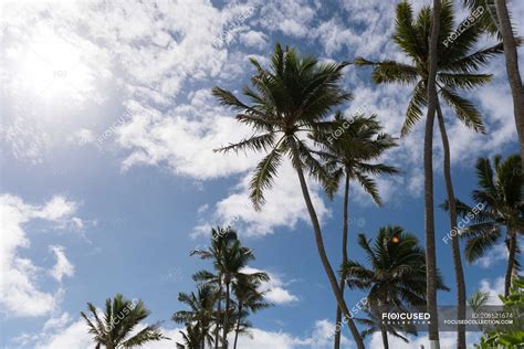 Palm trees in the beach on a sunny day — sky, hawaii - Stock Photo | #206521674