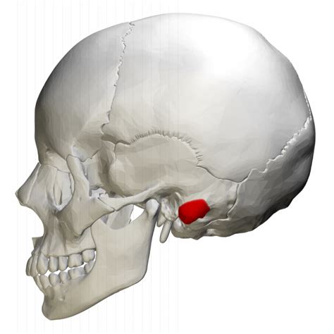 Conductive Hearing Loss Introduction To Sensation And Perception