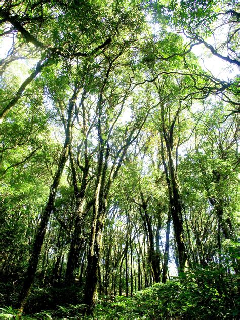 Nature Rain Forest Doi Inthanon National Free Stock Photo - Public ...