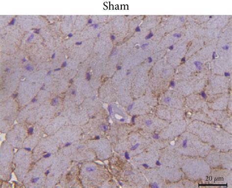 Immunolocalization of caveolin-3 in cardiac tissue 24 hours after ... 